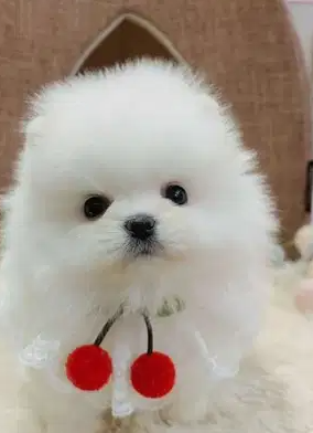 Platinum Poms