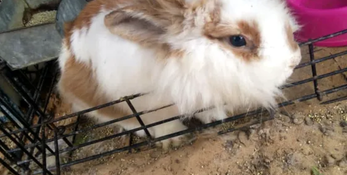bunny pure breed