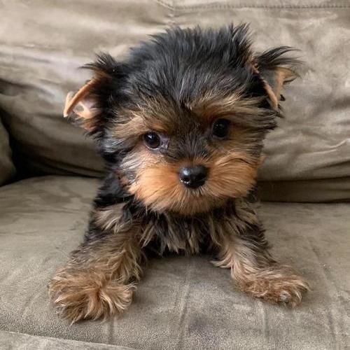 Quality Tiny Yorkie Puppies For Sale
Quality Tiny Yorkie Puppies For Sale Our beautiful male and female puppies are now ready for new loving family. They have shots, potty trained, AKC registered, 12...