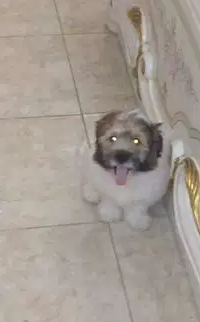 كلب جيرفون
عندو شهرين لعبي جدا