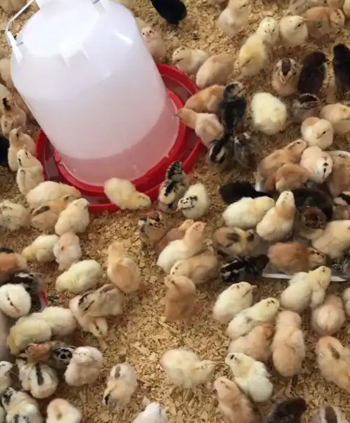 صيصان بلدي