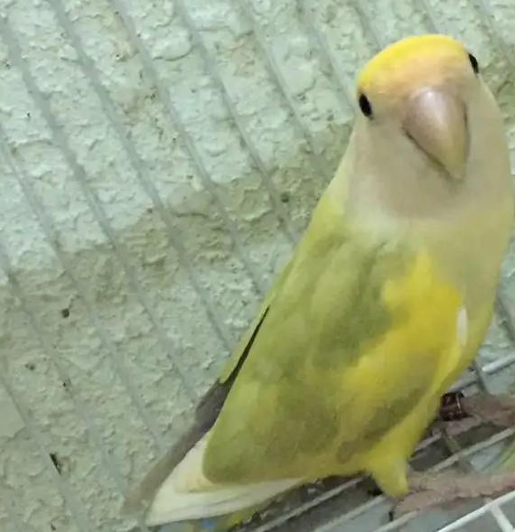 للبيع ذكر روز منتج
الصحه ممتازه ما شاء الله