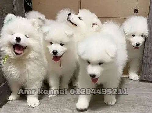 Samoyed puppies
