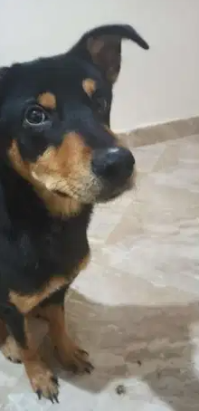 كلب روت وايلر أمريكي