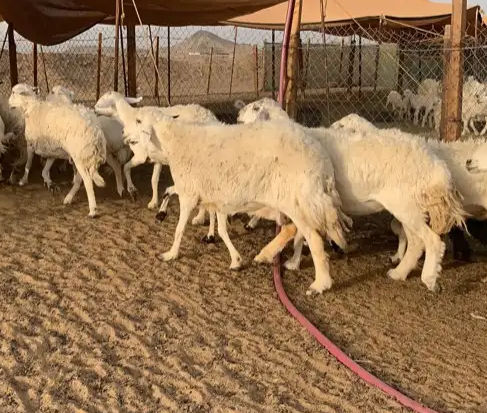 غنم حرية جروم منوة القناي 49 بفحلها