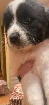 Cacusian puppies