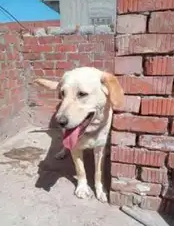الكلب جميل جدا وبيحب العب والكلب مطعم