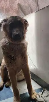 German shepherd