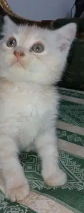 قط شيرازي