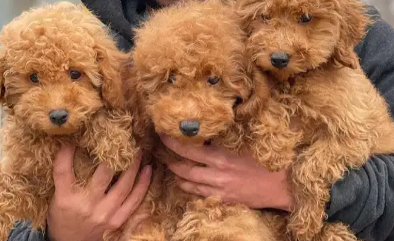 imported poodle puppies ,premium quality with pedigree