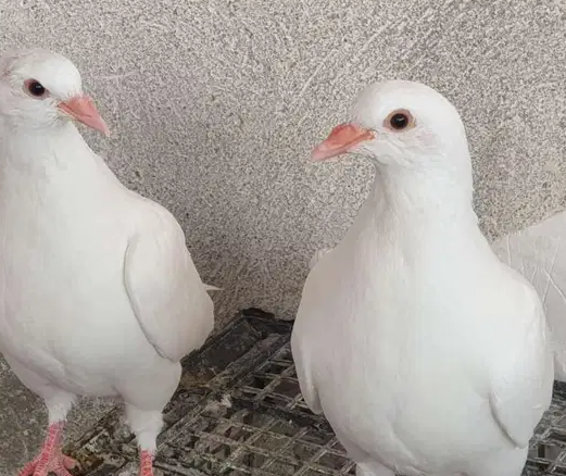حمام فرنساوى لاحم بيور