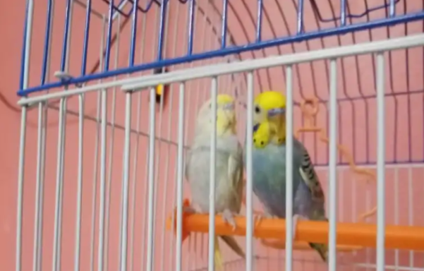 بادجي للبيع 2 ذكر
ذكرين الأبيض اخوي الصغير منتف ريشه الله يهديه اليف صغير بس مدري كم عمره 
و الغامق جاهز للإنتاج
وبعض بس خفيف