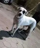 كلب بيدبول