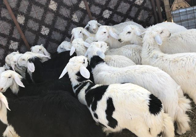 طليان وتيوس ذبايح نظيفه وجبره