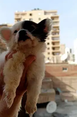 جرو جريفون مميز جدا ولون مميز