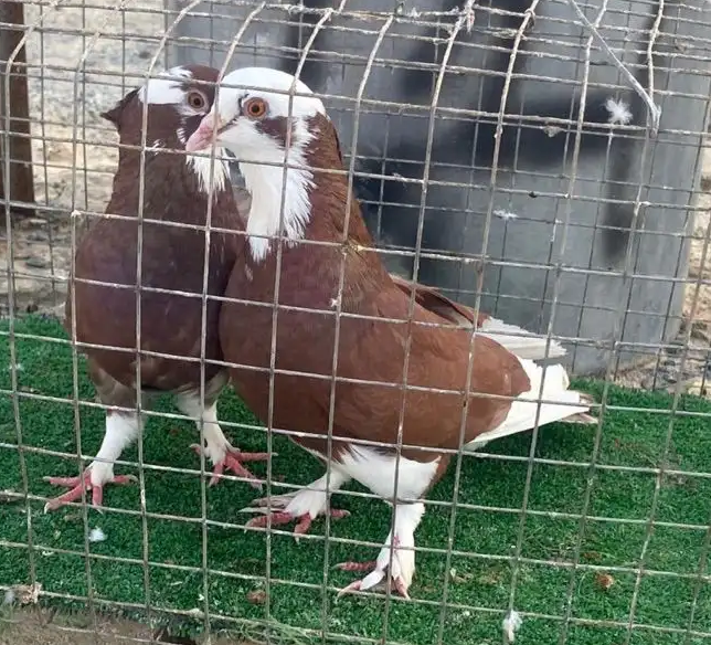 حمام زوج عراقي