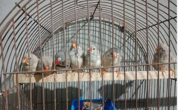شباب طائر الزيبرا
شبات زيبرا عدد 3
