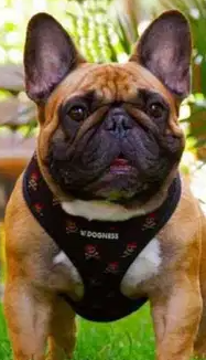 Puppies french bulldog in Egypt