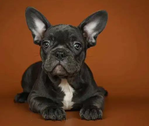 Availabile NOW Top Imported French bulldog puppies