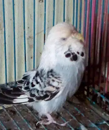 للبيع نتايه انصاص