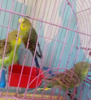 عصافير استرالى
