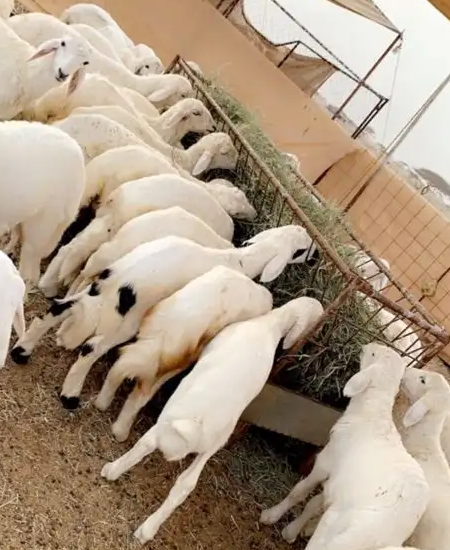 طليان ورخال مشاء الله تبارك الله