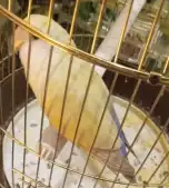 طير روز اليف