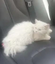 قط شيرازى للبيع