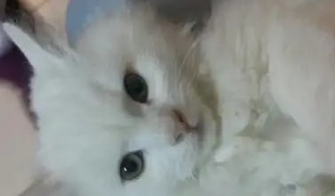 قط شيرازي ذكر