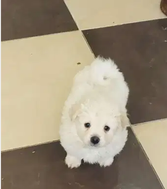 جراوي جريفون فرنساوي - French griffon puppies