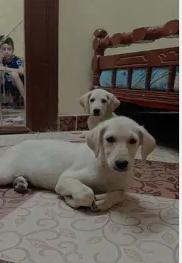 كلاب لابلدور للبيع دكر ونتايه