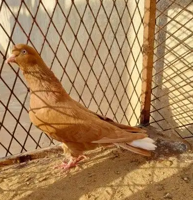 ذكرين قطايف قلاب اصفر ومذيل