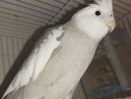 ذكر كروان هولندي