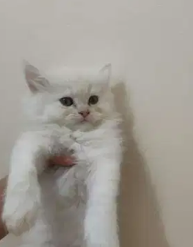 شيرازى مون فيس